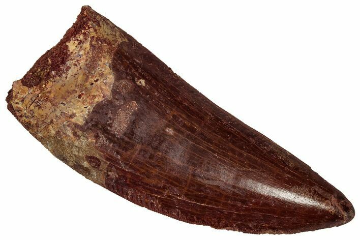 Serrated Carcharodontosaurus Tooth - Massive Dinosaur Tooth #359394